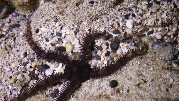 Brittle Star Ophiocoma Scolopendrina Crawling Shallow Water Shore Search Food — Stock Video