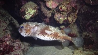 Sarı benekli burrfish (Cyclichthys spilostylus), bir sualtı fenerinin ışığında kumlu zeminin üzerinde geceleri yüzer. Kızıl Deniz, Marsa Alam, Abu Dabab, Mısır