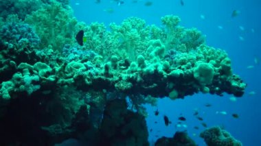 Mücevher perisi baslet (Pseudanthias squamipinnis) ve diğer pek çok balık türü Kızıl Deniz, Mısır 'daki resifler arasında yüzerler.