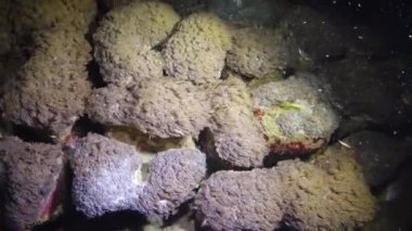 Mercanların dokunaçları bir su akıntısında dalgalanıyor. Statik video, Kızıl Deniz 'deki mercan resifi. Hayat mercan kayalıkları. Marsa Alam, Abu Dabab, Mısır