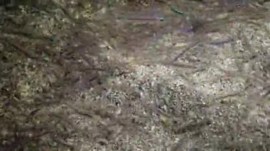 Geceleri küçük bir balık sürüsünün içindeki küçük ahtapot. Kızıl Deniz, Marsa Alam, Abu Dabab, Mısır