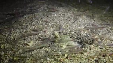 Bir peygamber devesi karidesi kumdaki bir delikten dışarı çıkar ve su altı lambasının ışığına yelken açmış küçük balıkları yakalar. Marsa Alam, Abu Dabab, Mısır