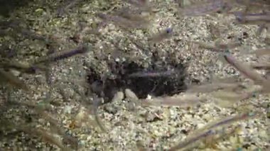 Bir peygamber devesi karidesi kumdaki bir delikten dışarı çıkar ve su altı lambasının ışığına yelken açmış küçük balıkları yakalar. Marsa Alam, Abu Dabab, Mısır