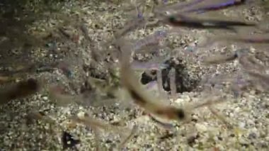 Bir peygamber devesi karidesi kumdaki bir delikten dışarı çıkar ve su altı lambasının ışığına yelken açmış küçük balıkları yakalar. Marsa Alam, Abu Dabab, Mısır