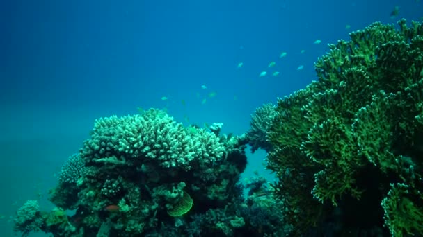 红海的珊瑚礁 静态录像 美丽的水下景观与热带鱼和珊瑚 生物珊瑚礁 — 图库视频影像