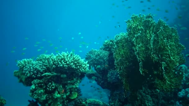 Κοραλλιογενής Ύφαλος Στην Ερυθρά Θάλασσα Αμπού Νταμπ Στατικό Βίντεο Όμορφο — Αρχείο Βίντεο