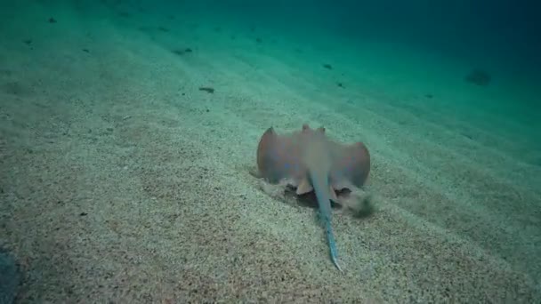 Taeniura Lymma 紅海のサンゴ礁 マルサ アラム エジプトのサンゴ礁の間に砂やフロートに青い鉢植えのリボンレイが横たわっています — ストック動画