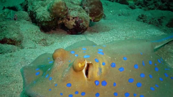 Taeniura Lymma Bluepotted Ribbontail Ray Ligger Sand Eller Flyter Bland — Stockvideo