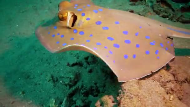 Taeniura Lymma Bluespotted Ribbontail Vatozu Kızıl Deniz Deki Mercanlar Arasında — Stok video