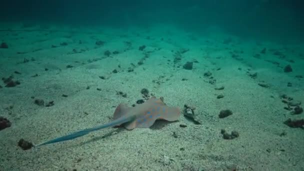 Taeniura Lymma Bluespotted Ribbontail Ray Lies Sand Floats Corals Reef — Vídeos de Stock