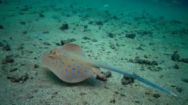 Taeniura Lymma 紅海のサンゴ礁 マルサ アラム エジプトのサンゴ礁の間に砂やフロートに青い鉢植えのリボンレイが横たわっています — ストック動画