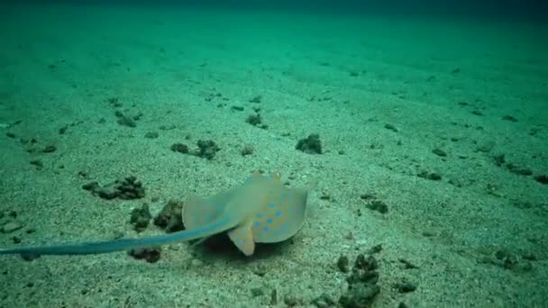 Taeniura Lymma 紅海のサンゴ礁 マルサ アラム エジプトのサンゴ礁の間に砂やフロートに青い鉢植えのリボンレイが横たわっています — ストック動画