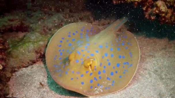 Taeniura Lymma Bluespotted Ribbontail Ray Ligt Zand Drijft Tussen Koralen — Stockvideo