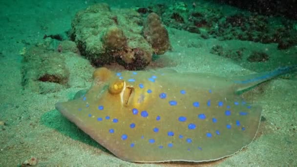 Taeniura Lymma Bluespotted Ribbontail Ray Encontra Areia Flutua Entre Corais — Vídeo de Stock