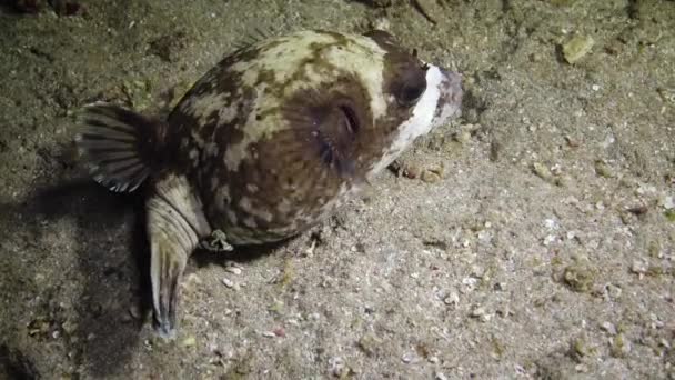 Masked Puffer Arothron Diadematus Fish Hunts Night Bottom Sand Coral — Stock Video
