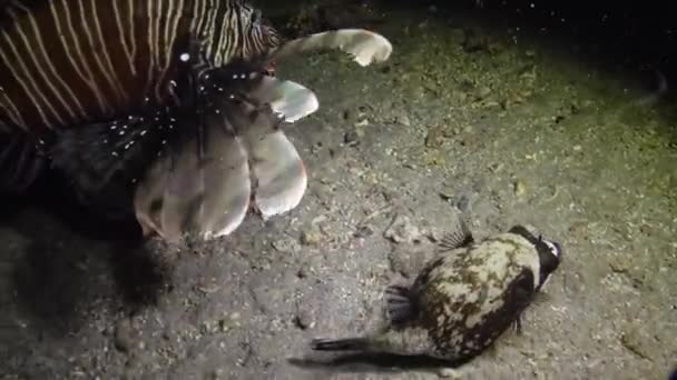 Maskovaný Obláček Arothron Diadematus Noci Loví Ryby Dně Písku Korálového — Stock video