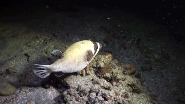 Masked Puffer Arothron Diadematus Fish Hunts Night Bottom Sand Coral — Stock Video
