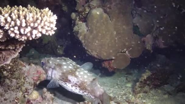 黄斑梭鱼 Cyclichthys Spilostylus 夜间在沙质底部上方 在水下灯笼的灯光下游泳 Marsa Alam Abu Dabab — 图库视频影像