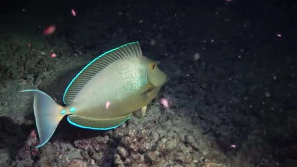 紅海の魚 夜のビデオでは 熱帯魚のサンゴ礁のサンゴの近くの夜に眠る マルサ アラム マルサ アラム アブダブ エジプト — ストック動画