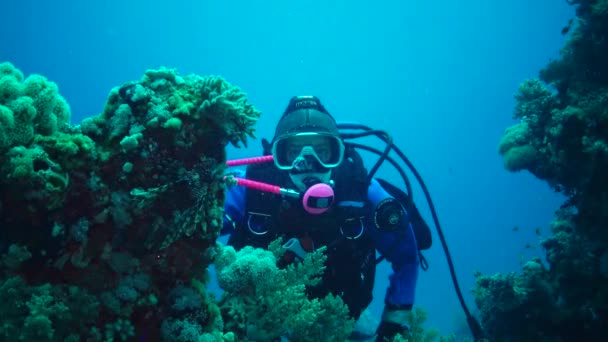 Marsa Alam Abu Dabab Αίγυπτος Mart 2019 Diver Views Shoots — Αρχείο Βίντεο