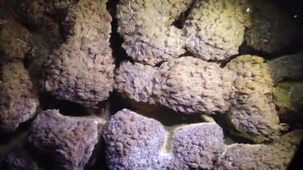 Los Tentáculos Ola Coral Arroyo Agua Vídeo Estático Arrecife Coral — Vídeos de Stock