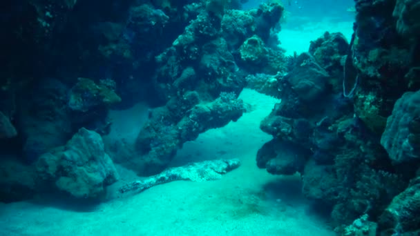 Pesce Del Mar Rosso Sdraiato Sul Fondo Tappeto Testa Piatta — Video Stock