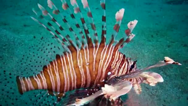 Gewone Leeuwenvis Pterois Volitans Zwemt Nachts Zandbodem Vangt Kleine Visjes — Stockvideo