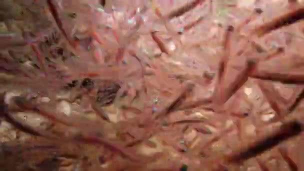 Lionfish Commun Pterois Volitans Poisson Nage Dessus Fond Sablonneux Nuit — Video