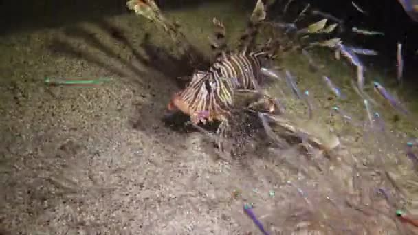 普通的狮子鱼 Pterois Volitans 这些鱼在夜间在沙底游过 并捕捉到小鱼 这些小鱼已经航行到灯笼的光芒下 — 图库视频影像