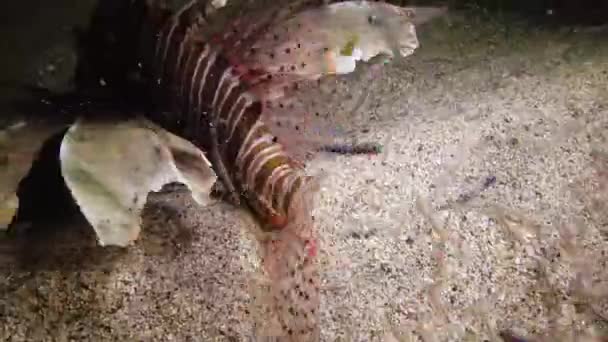 Vanlig Lejonfisk Pterois Volitans Fiskar Simmar Över Sandbotten Natten Och — Stockvideo