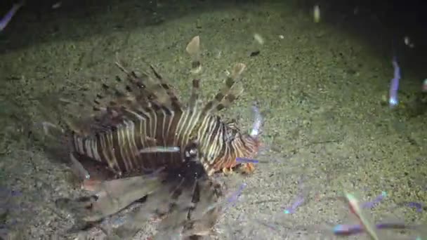 Lionfish Comum Pterois Volitans Peixe Nada Sobre Fundo Arenoso Noite — Vídeo de Stock