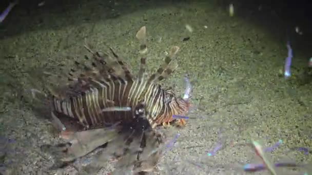 Vanlig Lejonfisk Pterois Volitans Fiskar Simmar Över Sandbotten Natten Och — Stockvideo