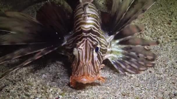 Gewone Leeuwenvis Pterois Volitans Zwemt Nachts Zandbodem Vangt Kleine Visjes — Stockvideo