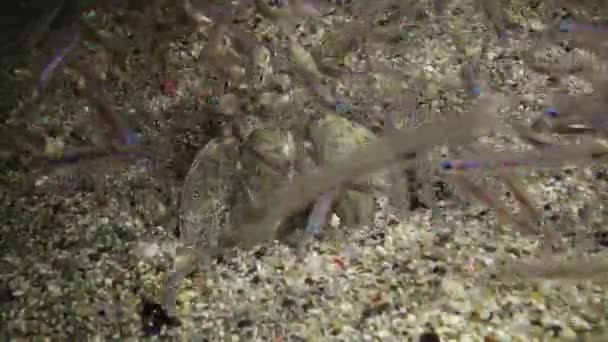 Camarón Mantis Sobresale Agujero Arena Captura Pequeños Peces Que Han — Vídeo de stock