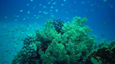 Kızıldeniz 'deki bir resifteki mercanlar arasında, Marsa Alam, Mısır