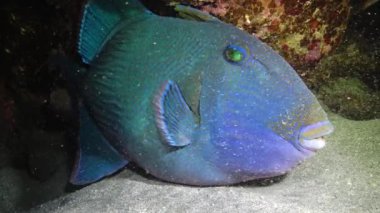 Mavi tetik balığı (Pseudobalistes fuscus), geceleri mercan resifinin altında dinlenen balıklar, Kızıl Deniz, Marsa Alam, Abu Dabab, Mısır