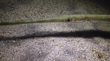 Kornetfish (Fistularia ticari sonii), bir sualtı fenerinin ışığında kumlu zeminin üzerinde geceleri yüzer. Marsa Alam, Abu Dabab, Mısır
