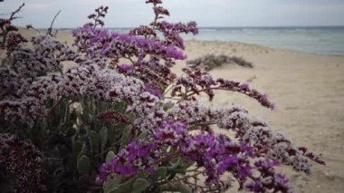Kızıl Deniz 'de çiçek açan çöl bitkisi, Marsa Alam, Mısır