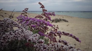 Kızıl Deniz 'de çiçek açan çöl bitkisi, Marsa Alam, Mısır