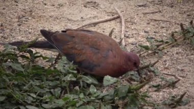 Otelin bölgesindeki Mısırlı güvercinler, evcil kuşlar, Mısırlı avifauna, bir kuş..