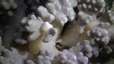 Kızıl Deniz 'deki oral resif, Abu Dub, Mısır. Tropikal balık ve mercanlarla dolu güzel sualtı manzarası. Yaşam mercan resifi. 