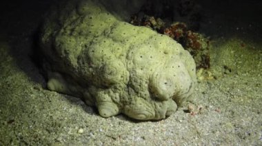 Kumun üzerindeki büyük tahterevalli Kızıl Deniz 'deki mercan resifinde bir döküntüyü yiyor. Marsa Alam, Abu Dabab, Mısır