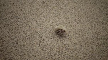 Bir münzevi yengeç kumsalın sahil bölgesinde kum boyunca sürünür. Kızıl Deniz, Mısır. Marsa Alam, Abu Dabab, Mısır