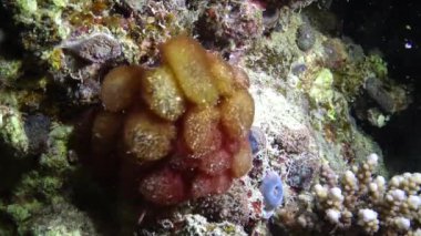 Kızıl Deniz 'deki oral resif. Mercan resifinde gece vakti çok güzel bir denizyıldızı. Hayat mercan kayalıkları. Marsa Alam, Abu Dabab, Mısır