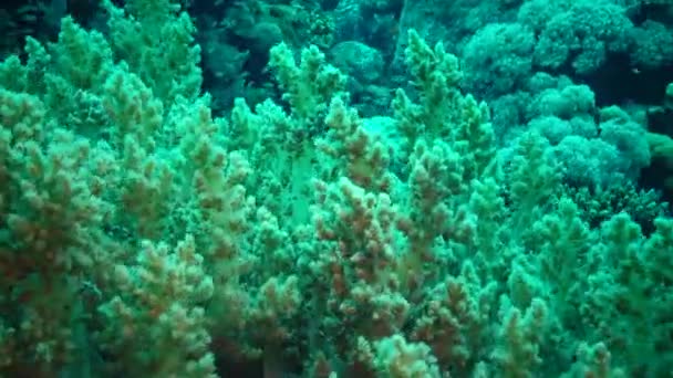 Среди Кораллов Рифе Красном Море Марса Алам Египет — стоковое видео