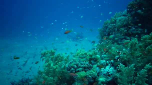 Parmi Les Coraux Sur Récif Dans Mer Rouge Marsa Alam — Video