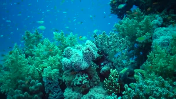 在红海珊瑚礁上的珊瑚中 Marsa Alam — 图库视频影像