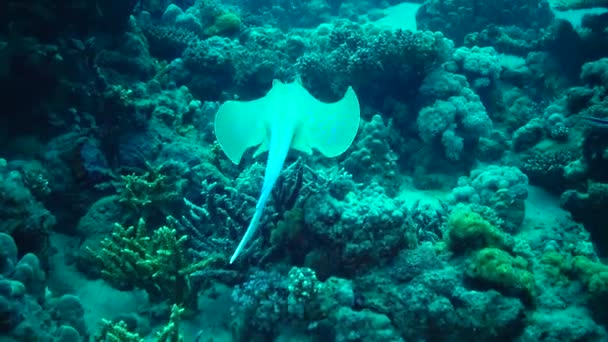 Taeniura Lymma Raie Ribbontail Taches Bleues Trouve Sur Sable Flotte — Video