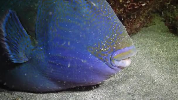 ブルー トリガーフィッシュ Pseudobalistes Fuscus サンゴ礁の下の底に眠る夜の魚 マルサ アラム エジプト — ストック動画
