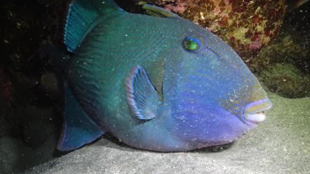 Mavi Tetik Balığı Pseudobalistes Fuscus Geceleri Mercan Resifinin Altında Dinlenen — Stok video